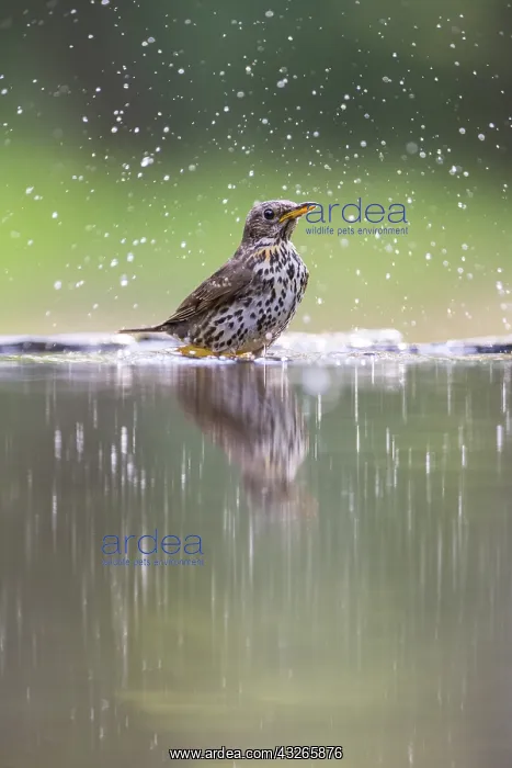 : Song Thrush (Turdus philomelos) bathing in a fo : Song Thrush (Turdus philomelos) bathing in a fo