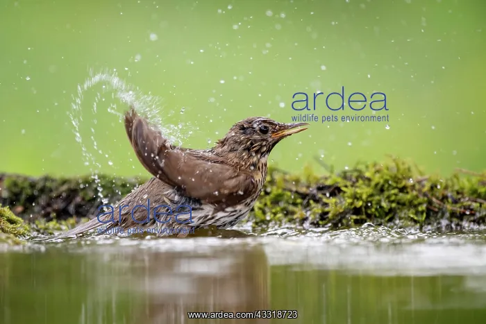  : Song thrush (Turdus philomelos) bathing at a waterhole