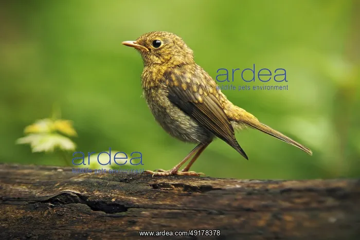 : Song Thrush Turdus philomelos in the nature habitat : Song Thrush Turdus philomelos in the nature habitat