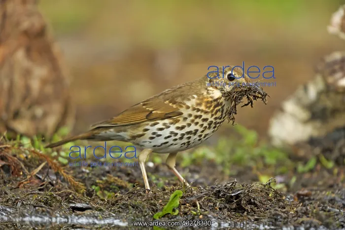 : Song Thrush (Turdus philomelos) with nesting ma : Song Thrush (Turdus philomelos) with nesting ma
