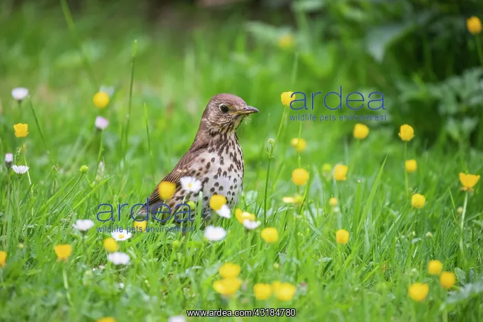 : Song thrush (Turdus philomelos) in search of food : Song thrush (Turdus philomelos) in search of food