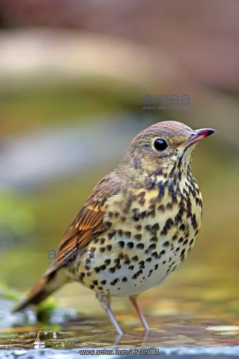  : Song thrush (Turdus philomelos) in shallow water