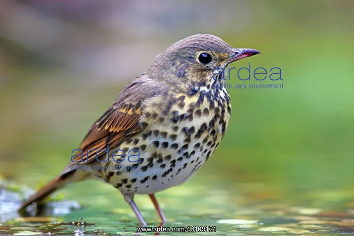 : Song thrush (Turdus philomelos) in shallow water : Song thrush (Turdus philomelos) in shallow water