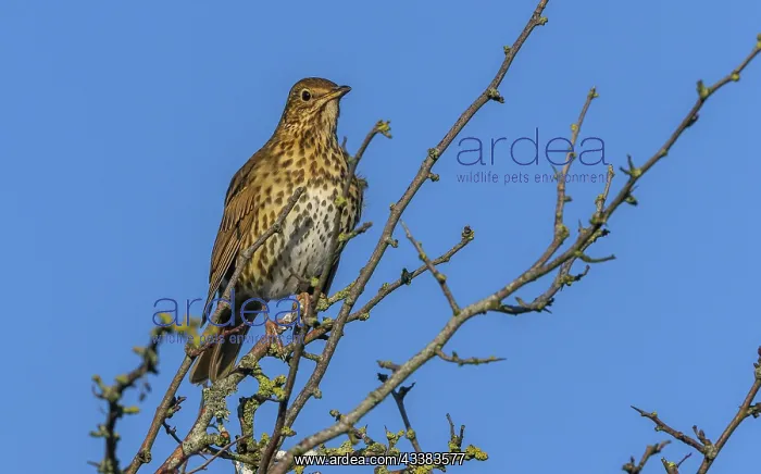 : Song Thrush, Turdus philomelos, singing in midwi : Song Thrush, Turdus philomelos, singing in midwi