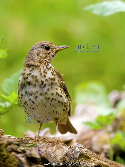 : Song thrush (Turdus philomelos) sitting on a branch : Song thrush (Turdus philomelos) sitting on a branch