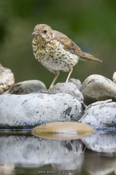 : Song Thrush (Turdus philomelos) standing on roc : Song Thrush (Turdus philomelos) standing on roc