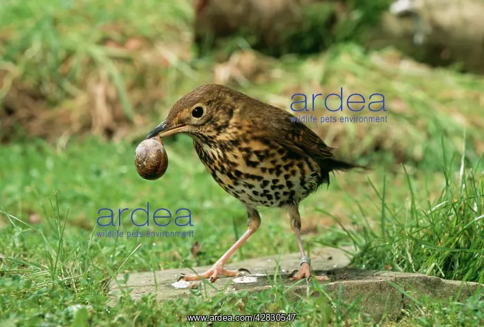: Song THRUSH - using anvil to crack open snail shell : Song THRUSH - using anvil to crack open snail shell