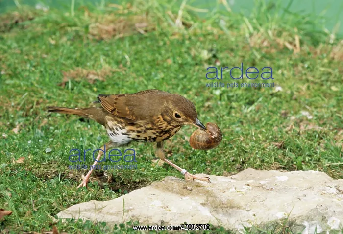  : Song THRUSH - using anvil to crackopen snail shell