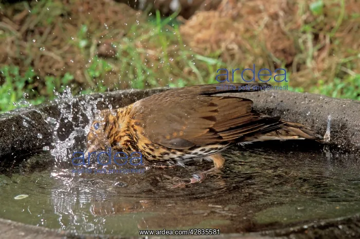 : Song THRUSH - using bird bath : Song THRUSH - using bird bath