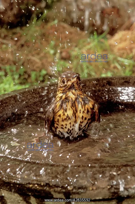 : Song THRUSH - using bird bath : Song THRUSH - using bird bath