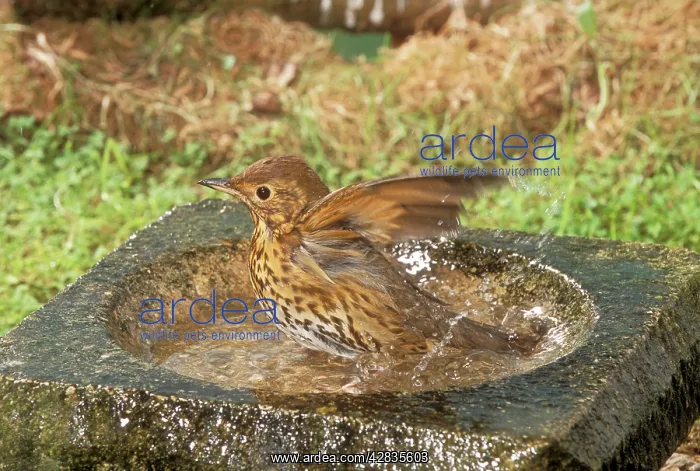: Song THRUSH - using bird bath : Song THRUSH - using bird bath