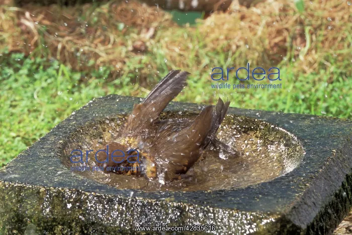 : Song THRUSH - using bird bath : Song THRUSH - using bird bath