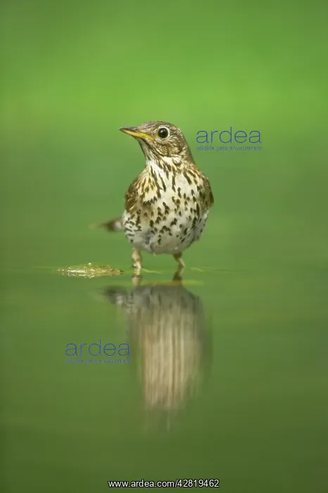 : Song Thrush - At woodland pool : Song Thrush - At woodland pool