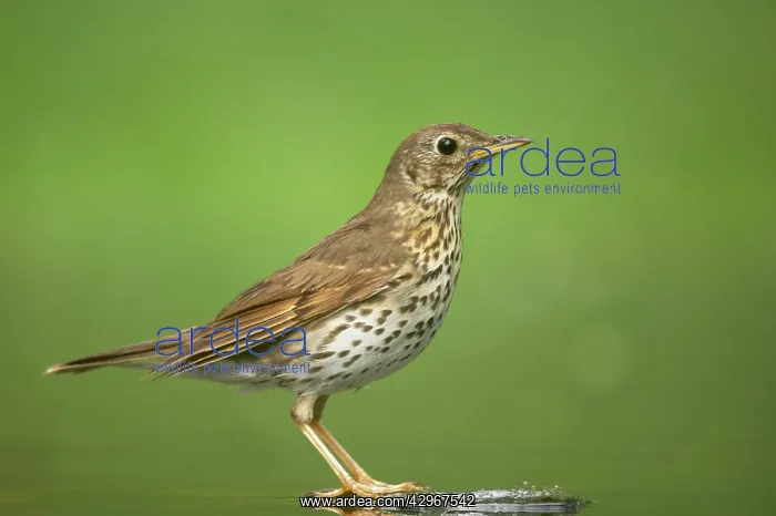 : Song Thrush - at woodland pool : Song Thrush - at woodland pool