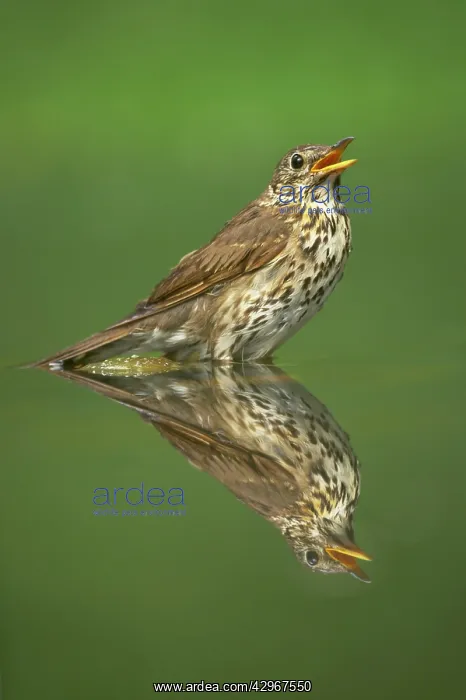 : Song Thrush - at woodland pool : Song Thrush - at woodland pool