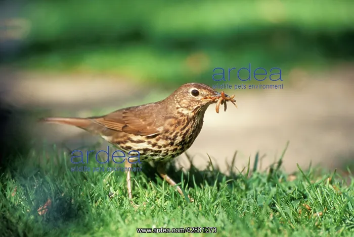 : Song THRUSH - with worm : Song THRUSH - with worm
