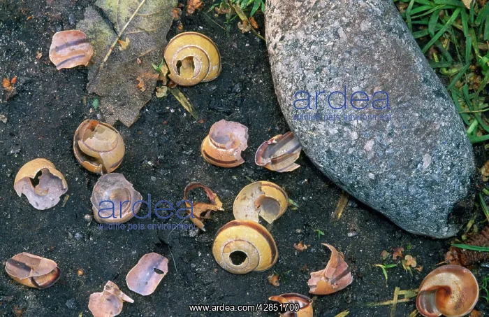 : Song Thrush's Anvil - snail shells broken on stone : Song Thrush's Anvil - snail shells broken on stone