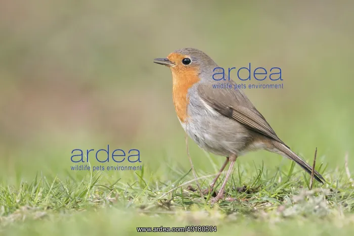 : Songbird... Robin (Erithacus rubecula) in spring : Songbird... Robin (Erithacus rubecula) in spring