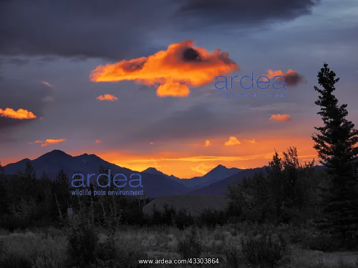 : Sonnenaufgang in Healy, AK OLYMPUS DIGITAL CAMERA : Sonnenaufgang in Healy, AK OLYMPUS DIGITAL CAMERA