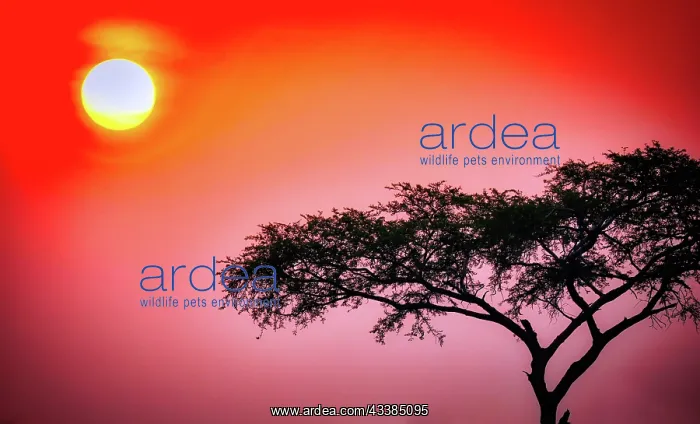  : Sonnenaufgang im Murchison Falls National Park Uganda