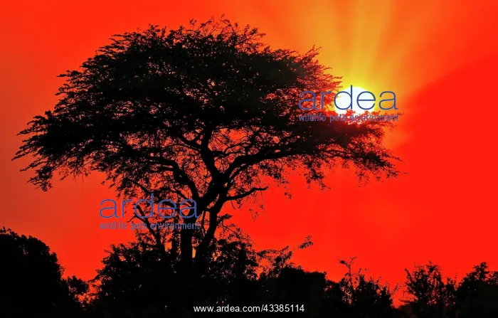 : Sonnenaufgang im Murchison Falls National Park Uganda : Sonnenaufgang im Murchison Falls National Park Uganda