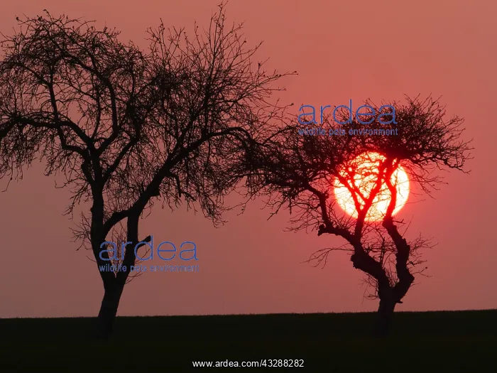 : Sonnenuntergang hinter einer Baumgruppe : Sonnenuntergang hinter einer Baumgruppe