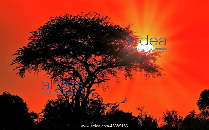 : Sonnenuntergang im Murchison Falls National Park Uganda : Sonnenuntergang im Murchison Falls National Park Uganda