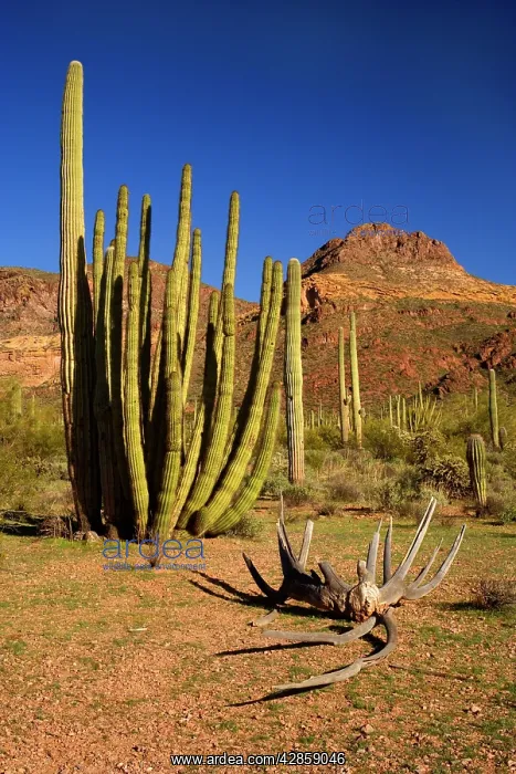 : Sonora Desert - sonoran desert plant community : Sonora Desert - sonoran desert plant community