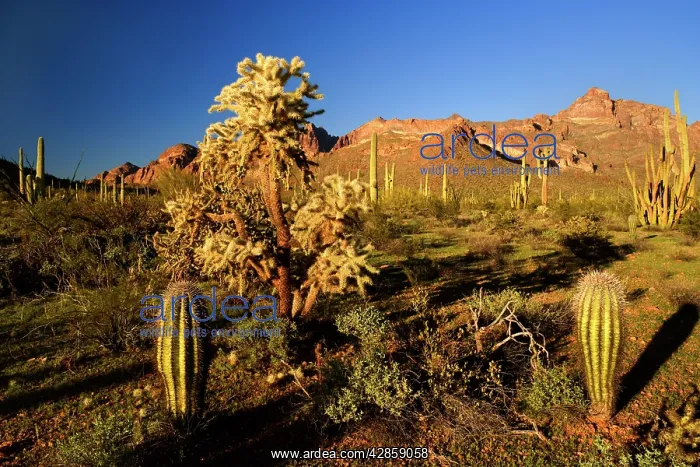 : Sonora Desert - sonoran desert plant community : Sonora Desert - sonoran desert plant community