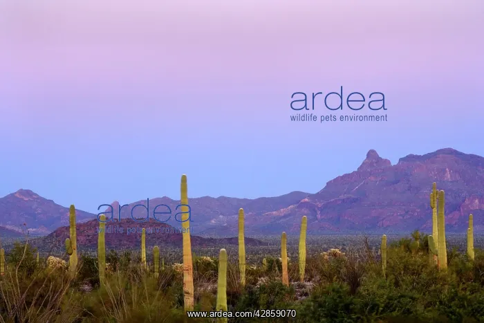 : Sonora Desert - sonoran desert plant community : Sonora Desert - sonoran desert plant community