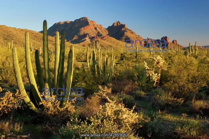 : Sonora Desert - sonoran desert plant community : Sonora Desert - sonoran desert plant community