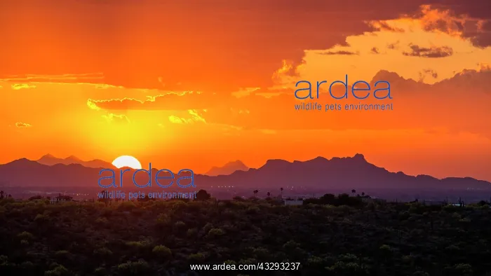 : Sonora Desert at sunset, Saguaro National Park : Sonora Desert at sunset, Saguaro National Park