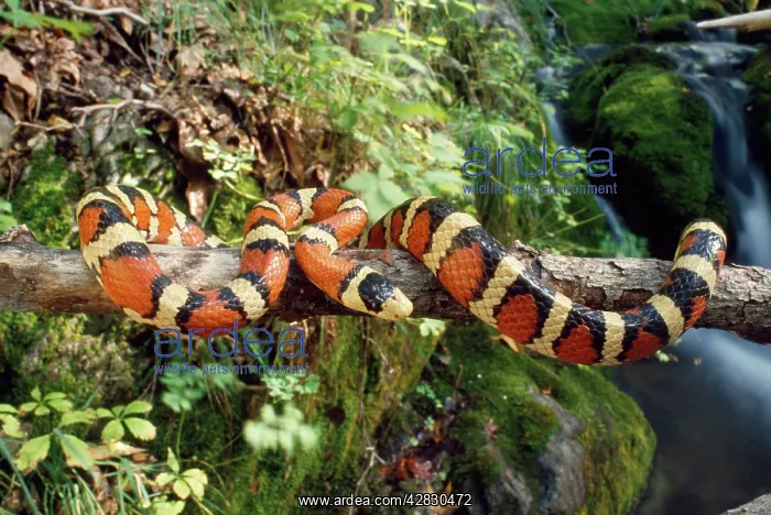 : Sonora Mountain KINGSNAKE : Sonora Mountain KINGSNAKE