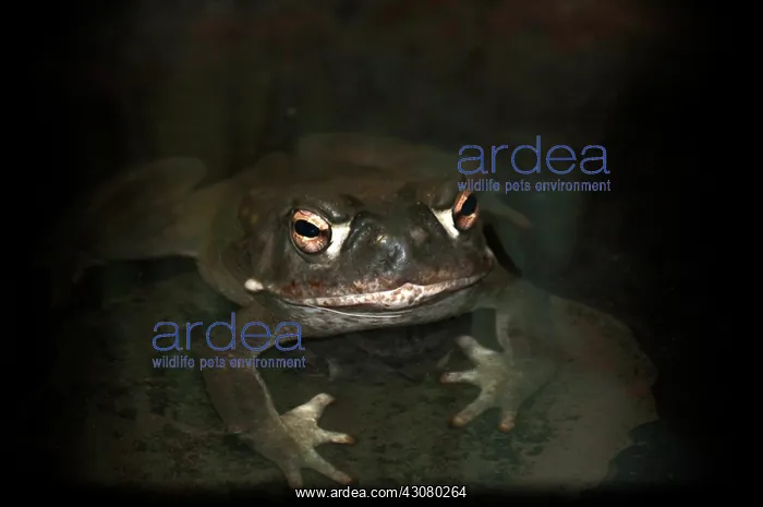 : Sonora Toad : Sonora Toad