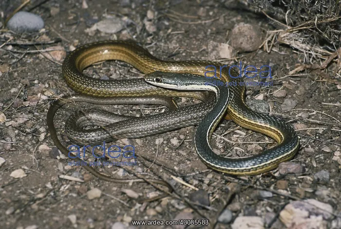 : Sonora Whipsnake : Sonora Whipsnake