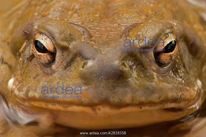 : Sonoran Desert / Colorado River Toad - Close-up of face : Sonoran Desert / Colorado River Toad - Close-up of face