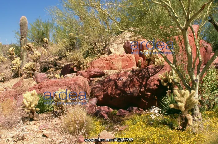 : Sonoran Desert - Saruaro Cactus, Cholla Cactus : Sonoran Desert - Saruaro Cactus, Cholla Cactus