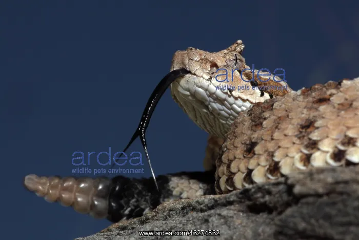 : Sonoran Desert Sidewinder (Crotalus cerastes) - Arizona USA : Sonoran Desert Sidewinder (Crotalus cerastes) - Arizona USA