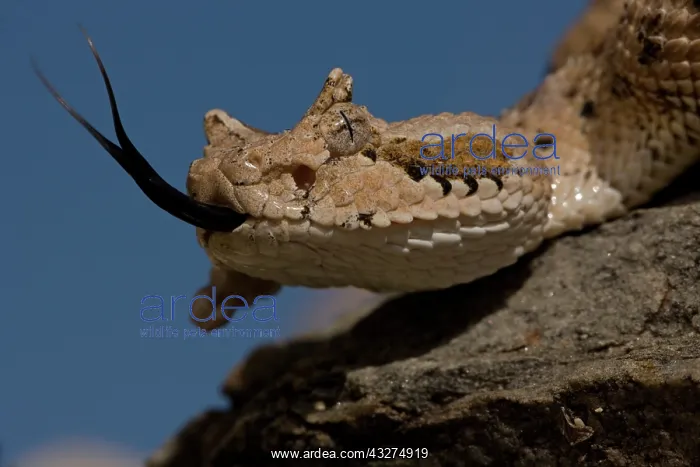 : Sonoran Desert Sidewinder (Crotalus cerastes) - Arizona USA : Sonoran Desert Sidewinder (Crotalus cerastes) - Arizona USA