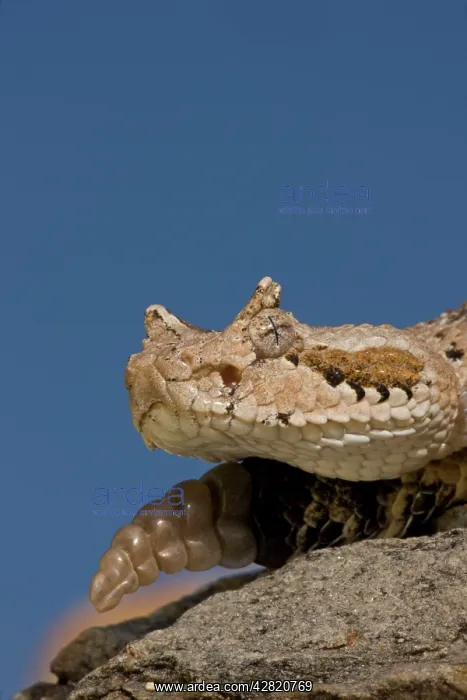  : Sonoran Desert Sidewinder  /  Horned Rattlesnake