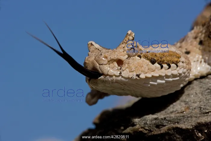 : Sonoran Desert Sidewinder / Horned Rattlesnake : Sonoran Desert Sidewinder / Horned Rattlesnake