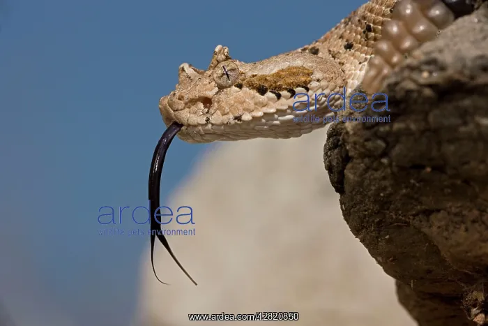 : Sonoran Desert Sidewinder / Horned Rattlesnake : Sonoran Desert Sidewinder / Horned Rattlesnake