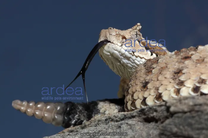: Sonoran Desert Sidewinder / Horned Rattlesnake : Sonoran Desert Sidewinder / Horned Rattlesnake