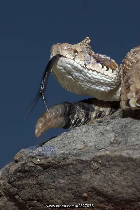 : Sonoran Desert Sidewinder / Horned Rattlesnake : Sonoran Desert Sidewinder / Horned Rattlesnake