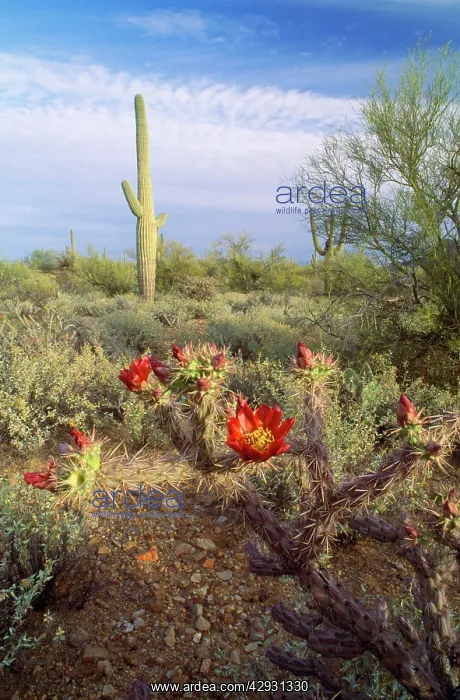 : Sonoran Desert - Staghorn Cholla & Saruaro Cactus : Sonoran Desert - Staghorn Cholla & Saruaro Cactus