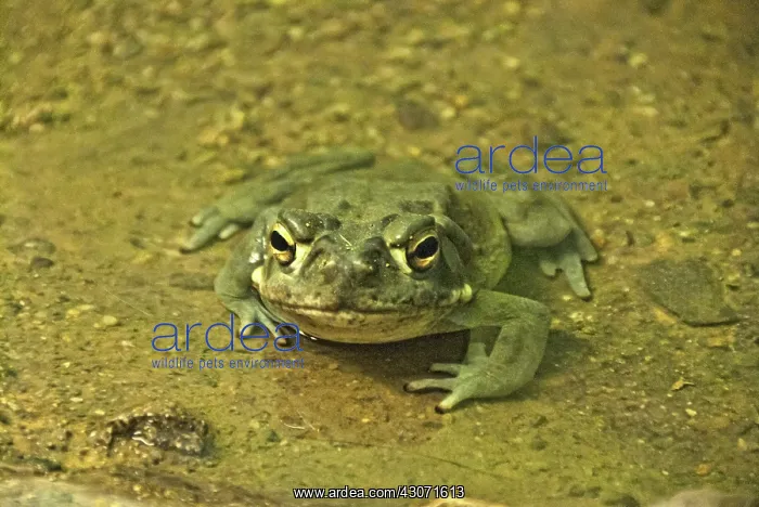 : Sonoran Desert Toad : Sonoran Desert Toad