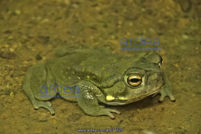 : Sonoran Desert Toad : Sonoran Desert Toad
