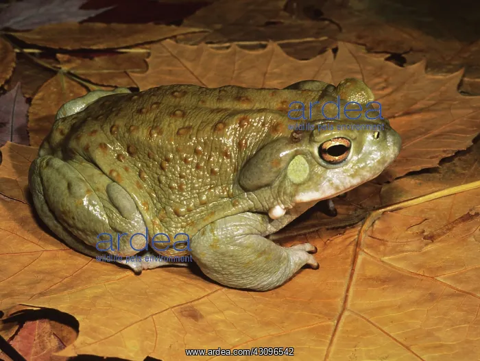 : Sonoran Desert Toad : Sonoran Desert Toad