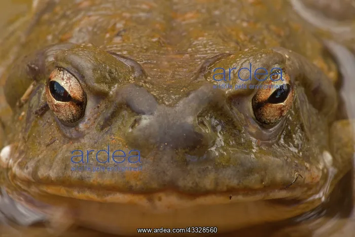 : Sonoran Desert Toad (Bufo alvarius) - Close-up - : Sonoran Desert Toad (Bufo alvarius) - Close-up -