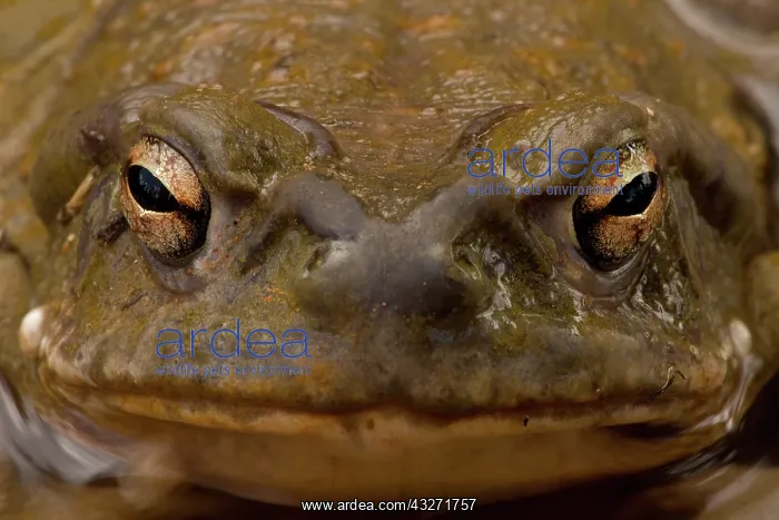 : Sonoran Desert Toad (Bufo alvarius) - Close-up - Sonoran Des : Sonoran Desert Toad (Bufo alvarius) - Close-up - Sonoran Des